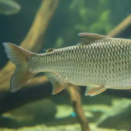 Mekong Giant Salmon Carp