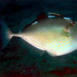 Starry Triggerfish