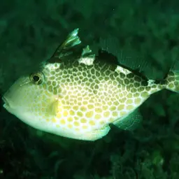 Starry Triggerfish, photo 2