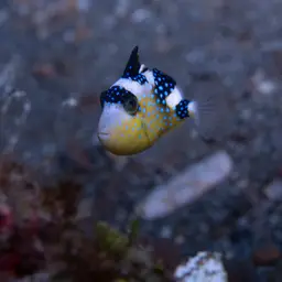Starry Triggerfish, photo 3