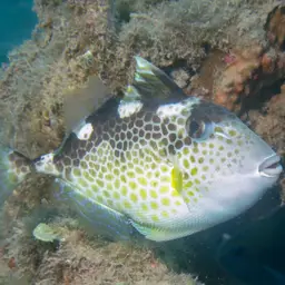 Starry Triggerfish, photo 4