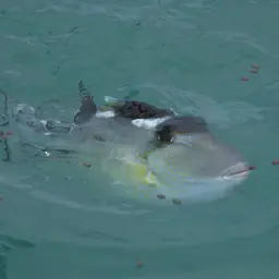 Starry Triggerfish, photo 6
