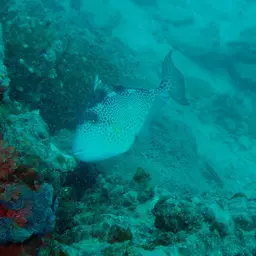 Starry Triggerfish, photo 7