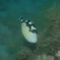 Starry Triggerfish, photo 8