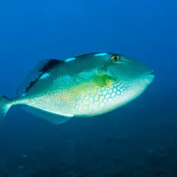 Starry Triggerfish, photo 9