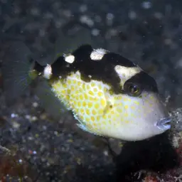 Starry Triggerfish, photo 10