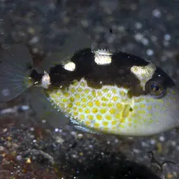 Starry Triggerfish, photo 11