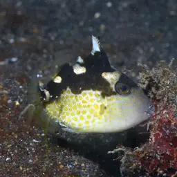 Starry Triggerfish, photo 12