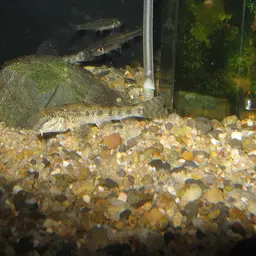Amur False Gudgeon, photo 2
