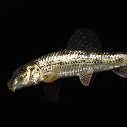 Amur False Gudgeon, photo 3