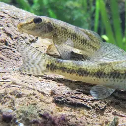 Amur False Gudgeon, photo 4