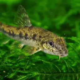 Amur False Gudgeon, photo 5