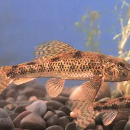 Amur False Gudgeon, photo 6