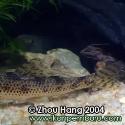 Amur False Gudgeon, photo 7
