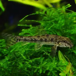 Amur False Gudgeon, photo 8