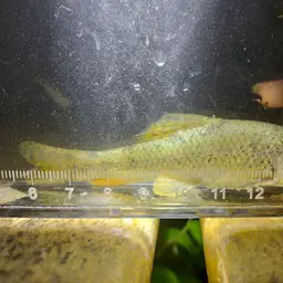 Amur False Gudgeon, photo 10