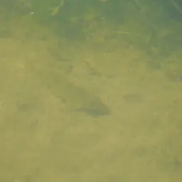 Amur False Gudgeon, photo 11