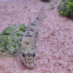 Amur False Gudgeon, photo 12