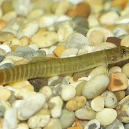 Red-tailed Striped Sand Loach