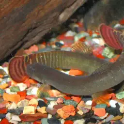 Red-tailed Striped Sand Loach, photo 2
