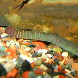 Red-tailed Striped Sand Loach, photo 3