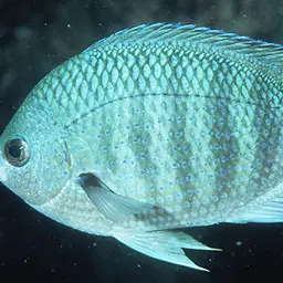 Pearly Sergeant, photo 2