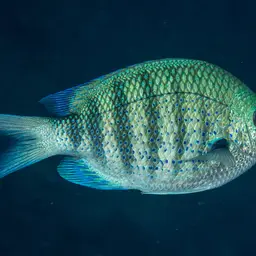 Pearly Sergeant