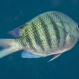 Pearly Sergeant, photo 6
