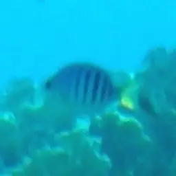 Pearly Sergeant, photo 7
