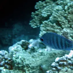 Pearly Sergeant, photo 8