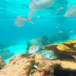 Sergeant Major, photo 6