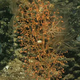 Bonsai Bamboo Coral