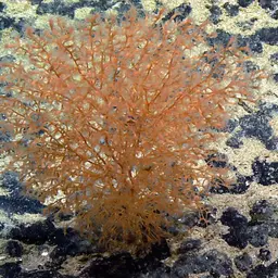 Bonsai Bamboo Coral, photo 2
