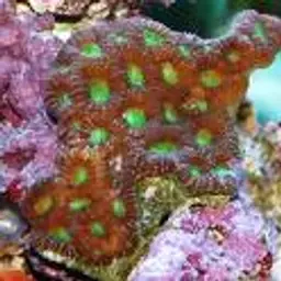 Starry Cup Coral, photo 1