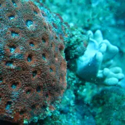 Starry Cup Coral, photo 2