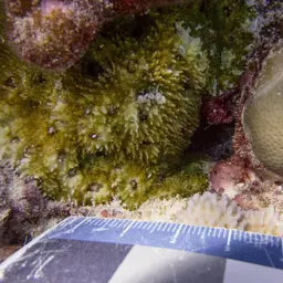 Starry Cup Coral, photo 5