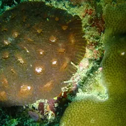 Starry Cup Coral, photo 6