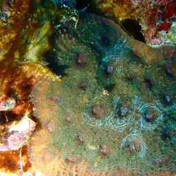 Starry Cup Coral, photo 7