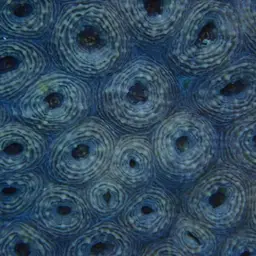 Starry Cup Coral, photo 8