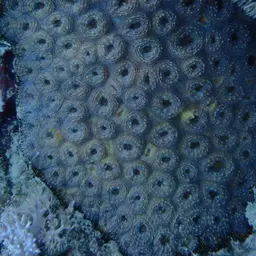 Starry Cup Coral, photo 9