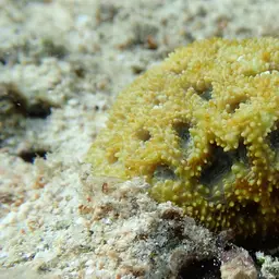 Starry Cup Coral, photo 10