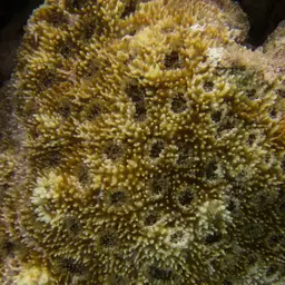 Starry Cup Coral, photo 11