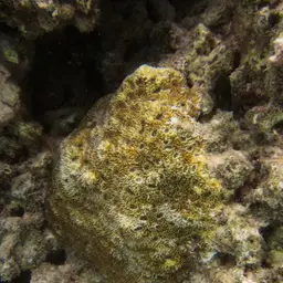 Starry Cup Coral, photo 12