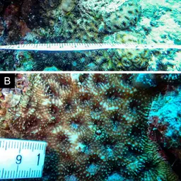 Starry Cup Coral, photo 1
