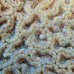 Acan Lord