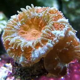 Acan Lord, photo 11