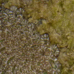 Acan Lord, photo 5