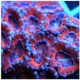Acan Lord, photo 12