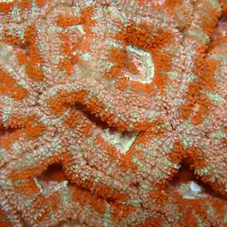 Acan Lord, photo 8