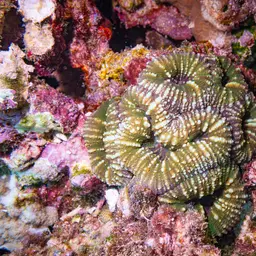 Lobed Cactus Coral, photo 1